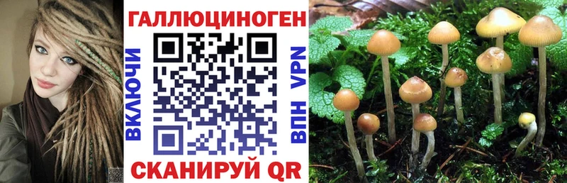 Галлюциногенные грибы Psilocybe  Купить  Покров 